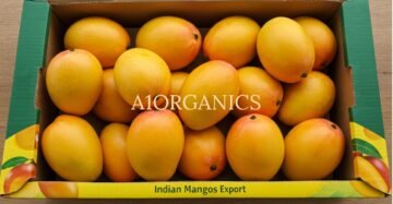 WhatsApp Image 2025-03-07 at 21.35.04