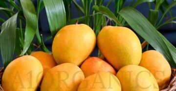 WhatsApp Image 2025-03-07 at 21.35.05